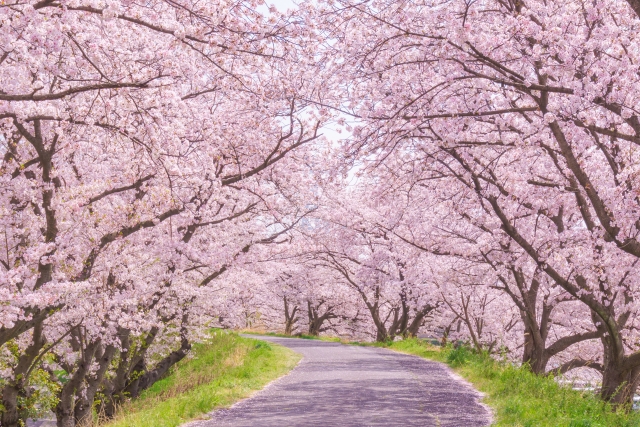 Cherry tree in full bloom